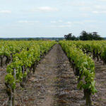 1280px-Vigne_muscadet_2