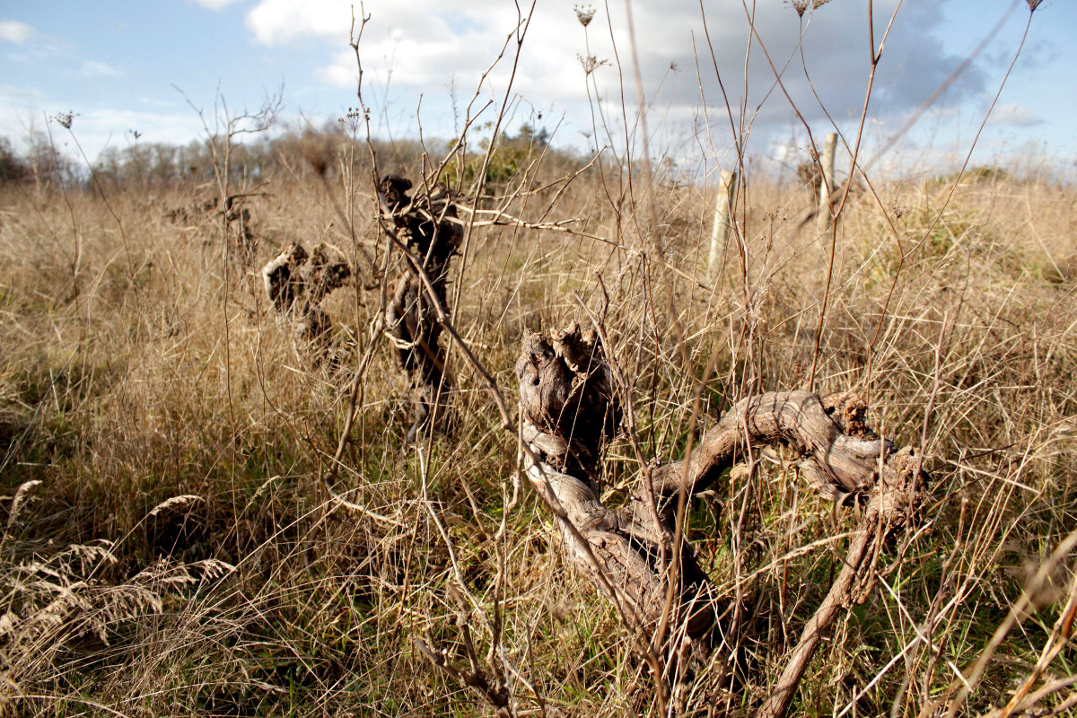 Vigne Muscadet en friche