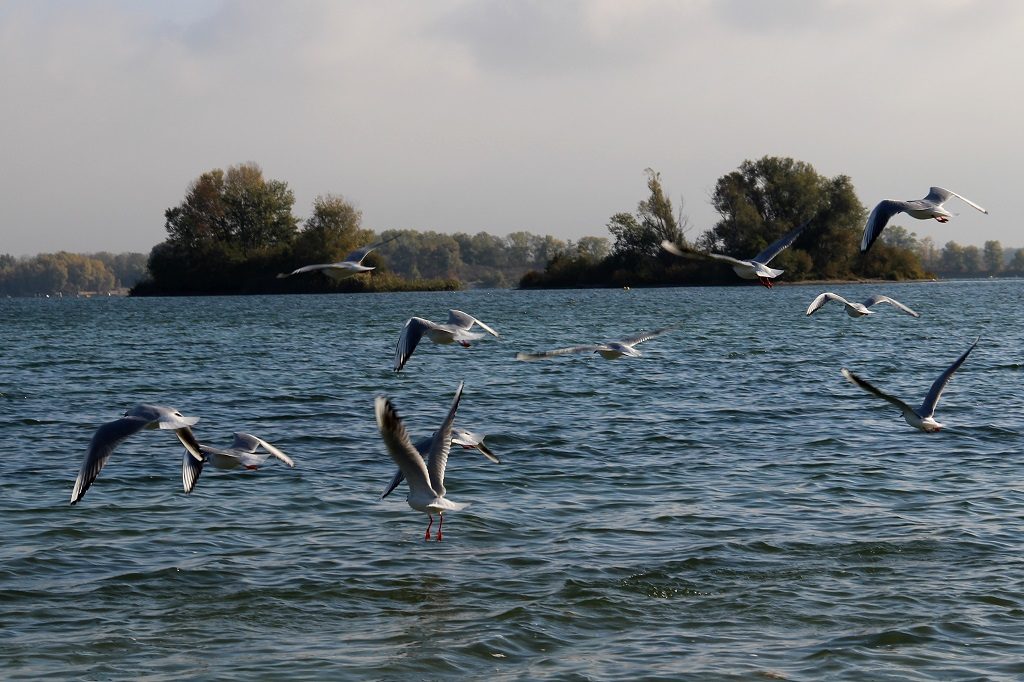 Les zones Natura 2000, cadet des soucis de Laurent Wauquiez