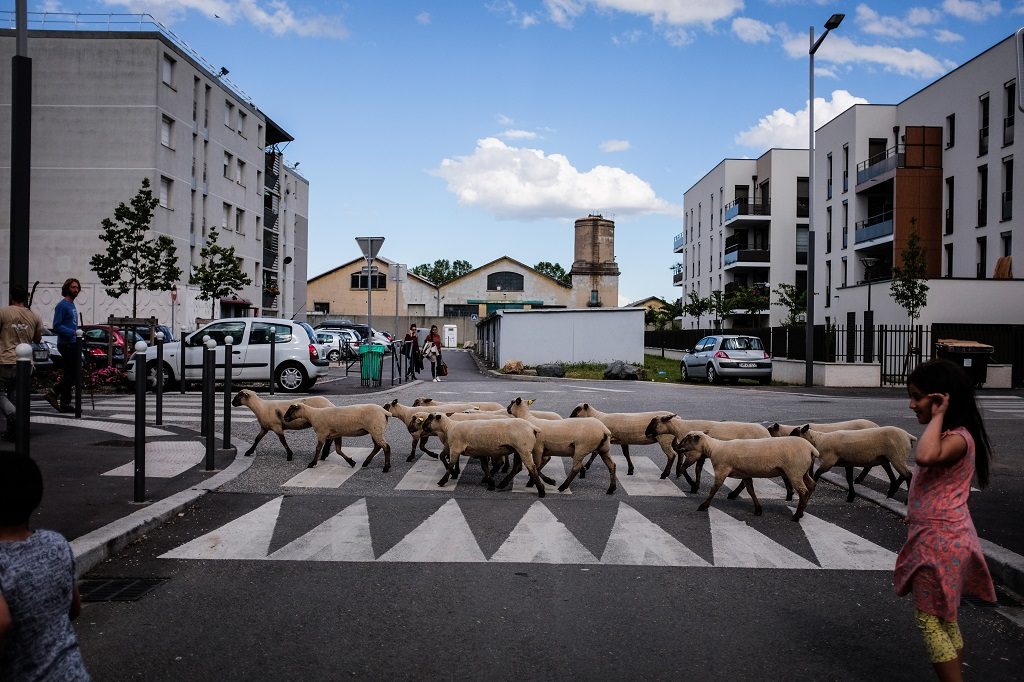 Abeilles, moutons, chauves-souris… Quand la nature reconquiert nos villes