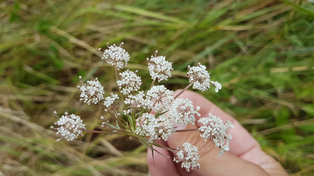 fleur-angelique-nantes