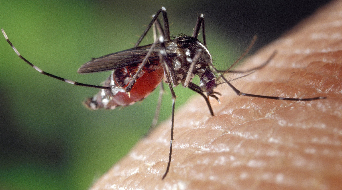 Les moustiques peuvent‐ils transmettre le Covid‐19 ?