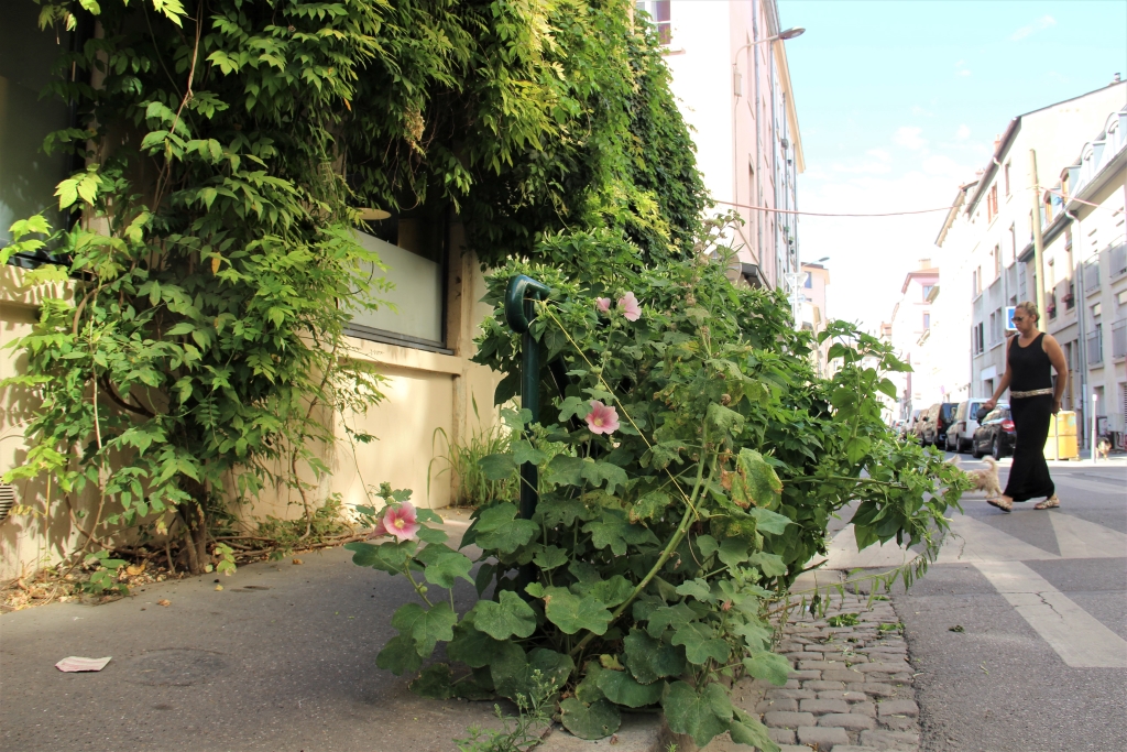 Des trous dans les trottoirs ou comment végétaliser la ville par petites touches