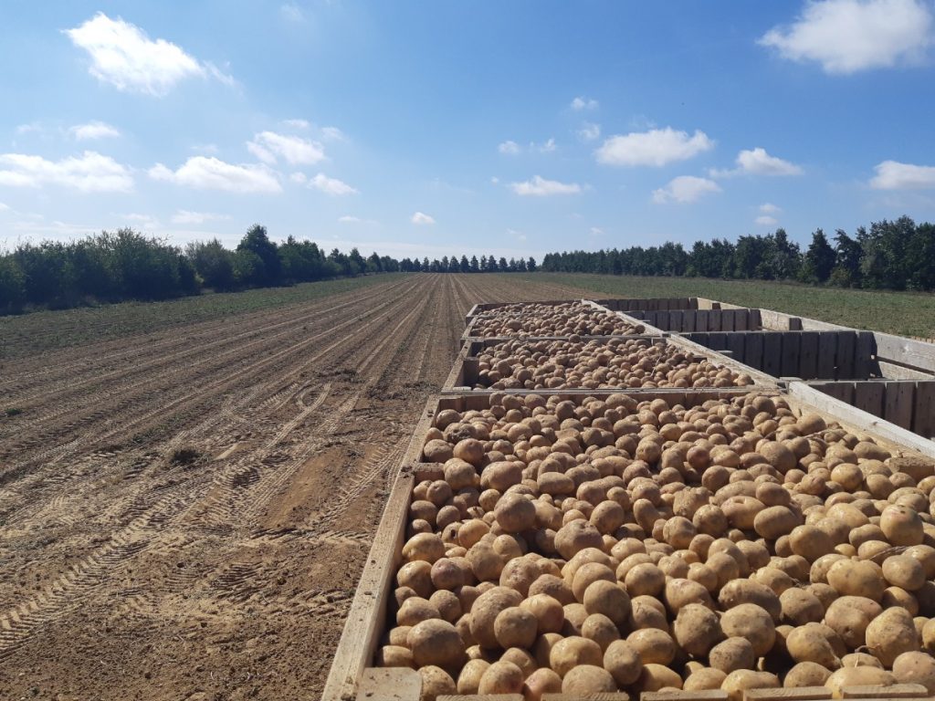 Bio, fraîche ou en filet : ce que cache une « belle patate »