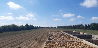 Pomme de terre bio