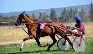 L’hippodrome de Treillières est bien illégal, les contribuables pourraient être amenés à payer