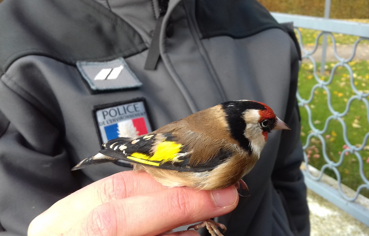 Braconnage et contrebande : le trafic d'oiseaux sauvages s'envole