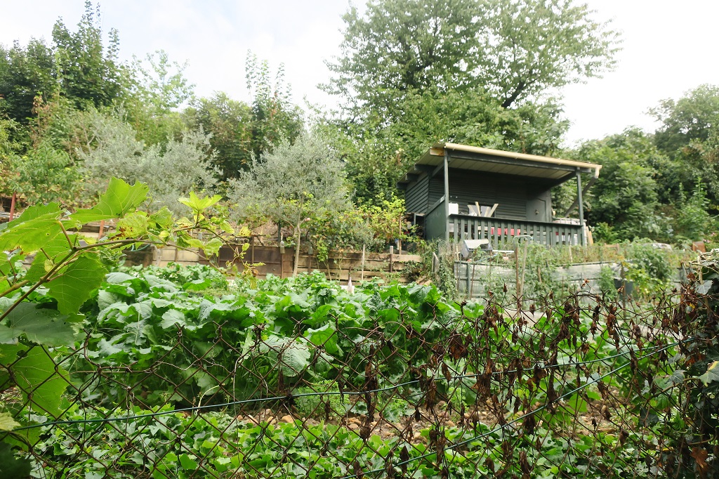 D’ouvriers à « partagés », la réinvention des jardins familiaux de Lyon