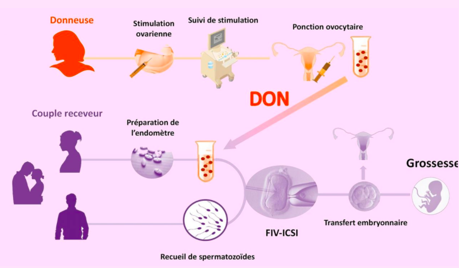 Cycle du don des ovocytes – cecos