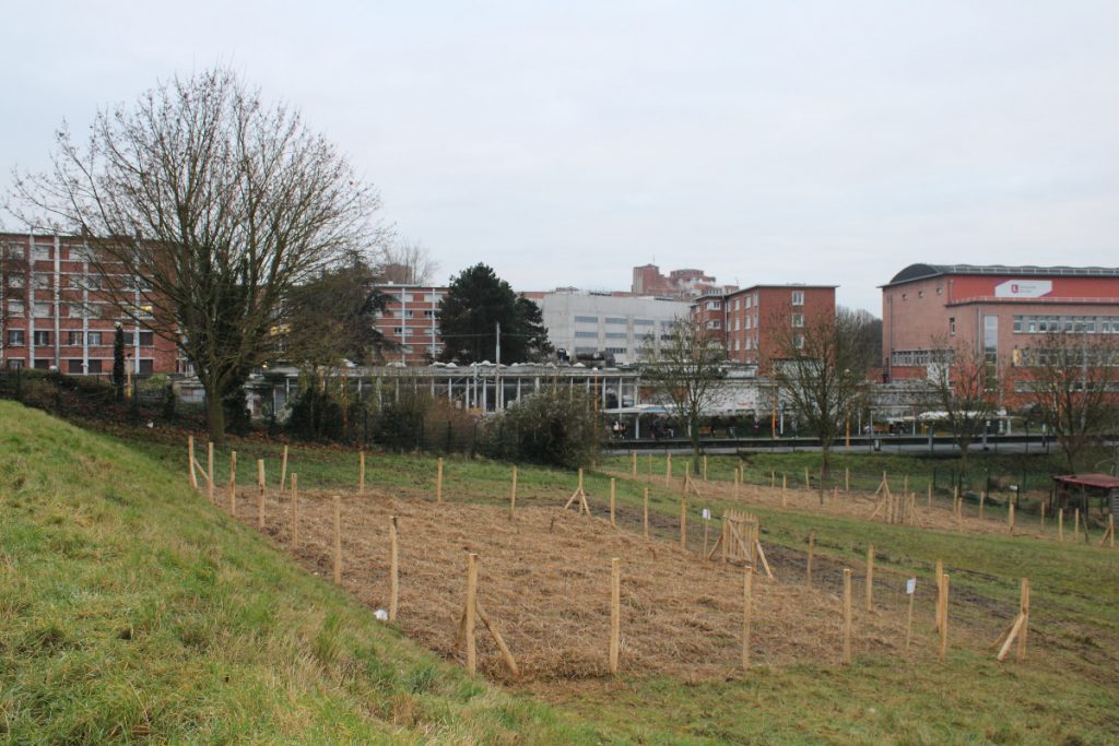 À Lille, les « forêts urbaines » de Martine Aubry désespèrent les Verts