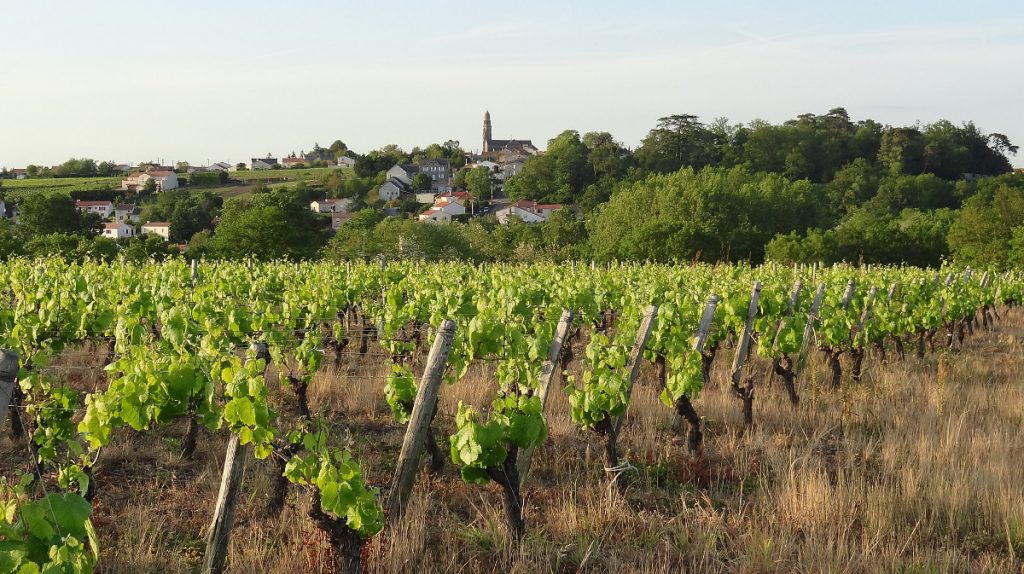 Vinofutur : un nouveau média pour disséquer l’avenir du vignoble