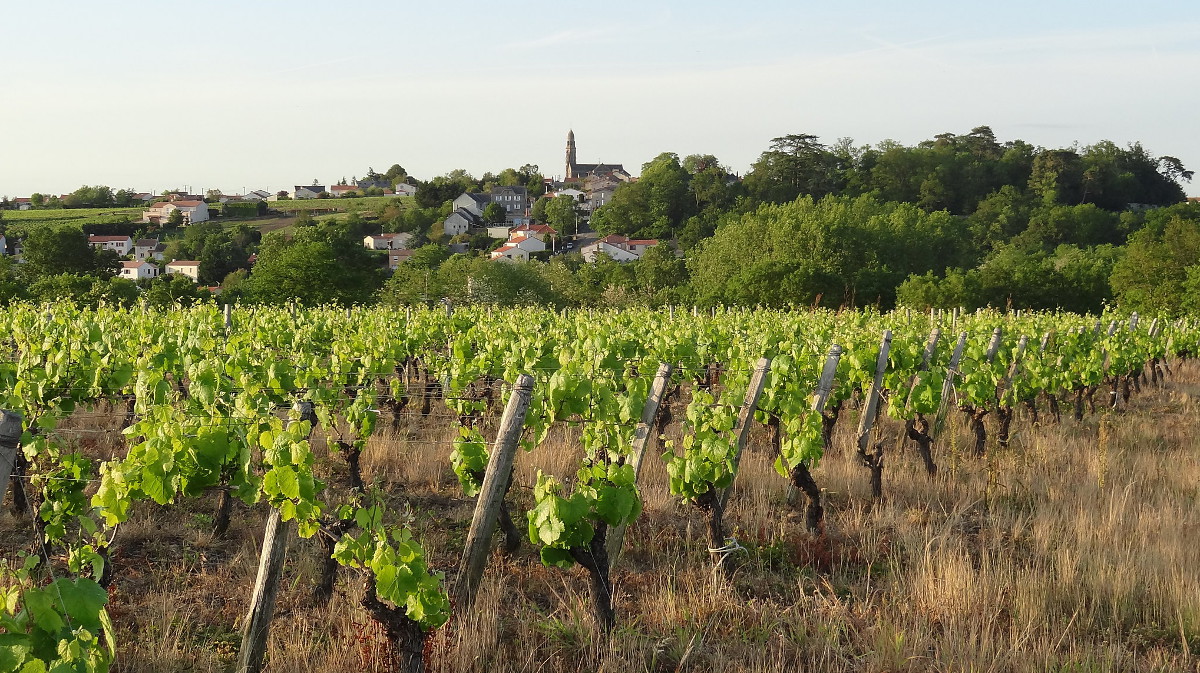 vignoble_nantais