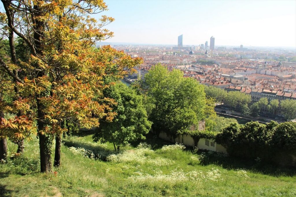 Les arbres en ville, alliés de la biodiversité face à l’urbanisation