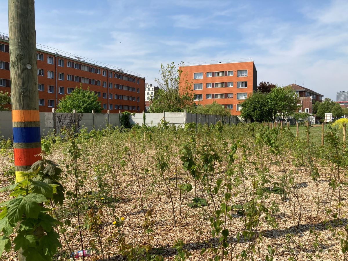 Comment la ville de Lille s’adapte discrètement au changement climatique