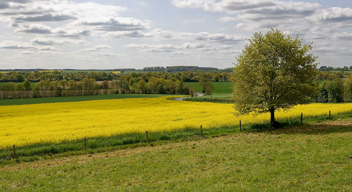 2022-06-Loire-Atlantique-Chêne_dans_un_champ_de_colza