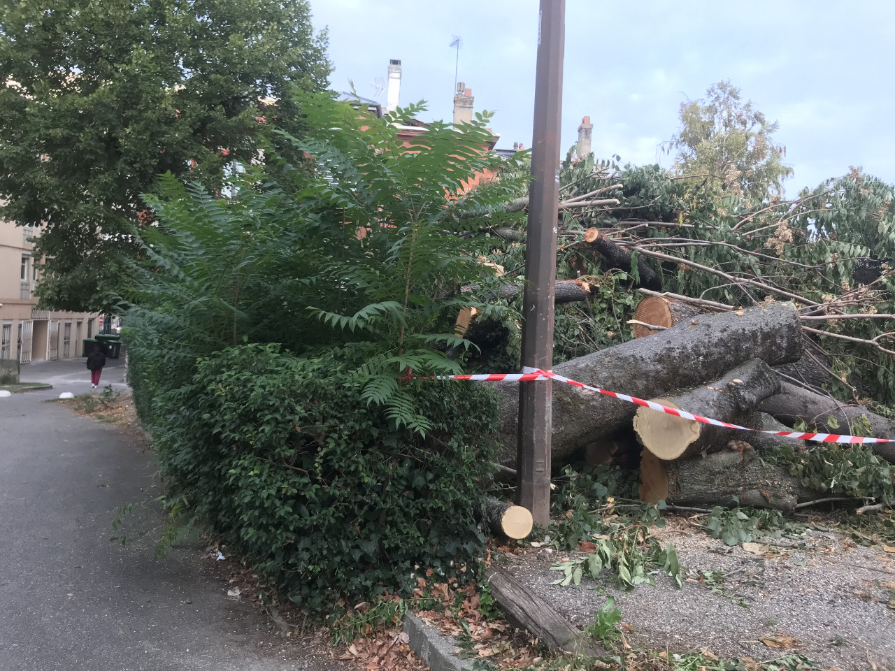 arbres coupés ATMP Toulouse octobre 2022