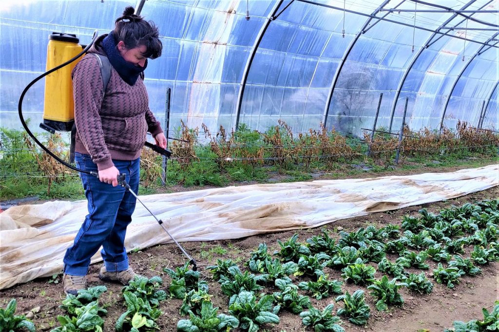 Purin d’ortie et compagnie : dans le Rhône, l’essor prometteur des alternatives aux pesticides