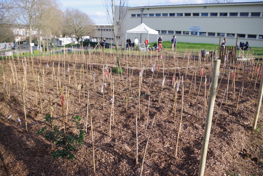 Des micro‐forêts toulousaines qui ne coûtent pas cher à la ville