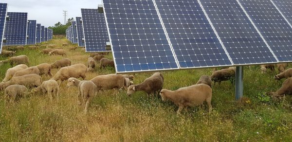 Agrivoltaïsme en élevage ovin. Deux projets se sont vus récemment refuser le permis de construire, le préfet ayant suivi les avis défavorables de la chambre d’agriculture. (Crédit photo Voltalia)