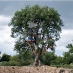 ZAD arbre