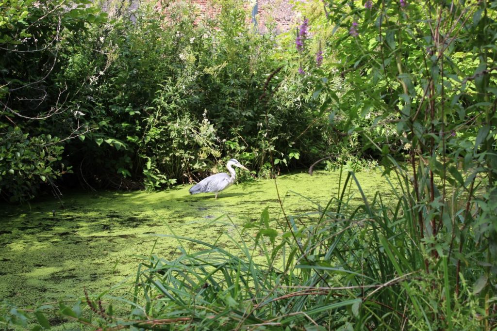 652 espèces à préserver : Lille à l’épreuve de sa biodiversité