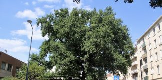 2025-08-Arbres remarquables 5