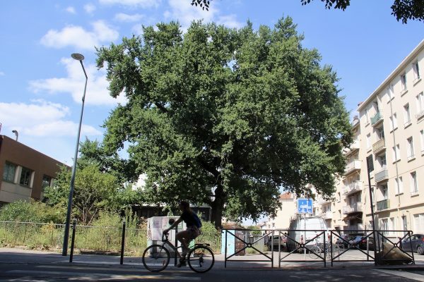 2025-08-Arbres remarquables 5