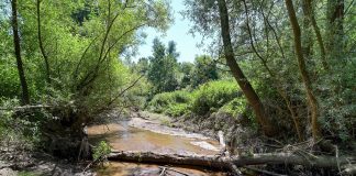 Dans des rivières du Beaujolais en surchauffe, l’effondrement des populations d’écrevisses et de poissons