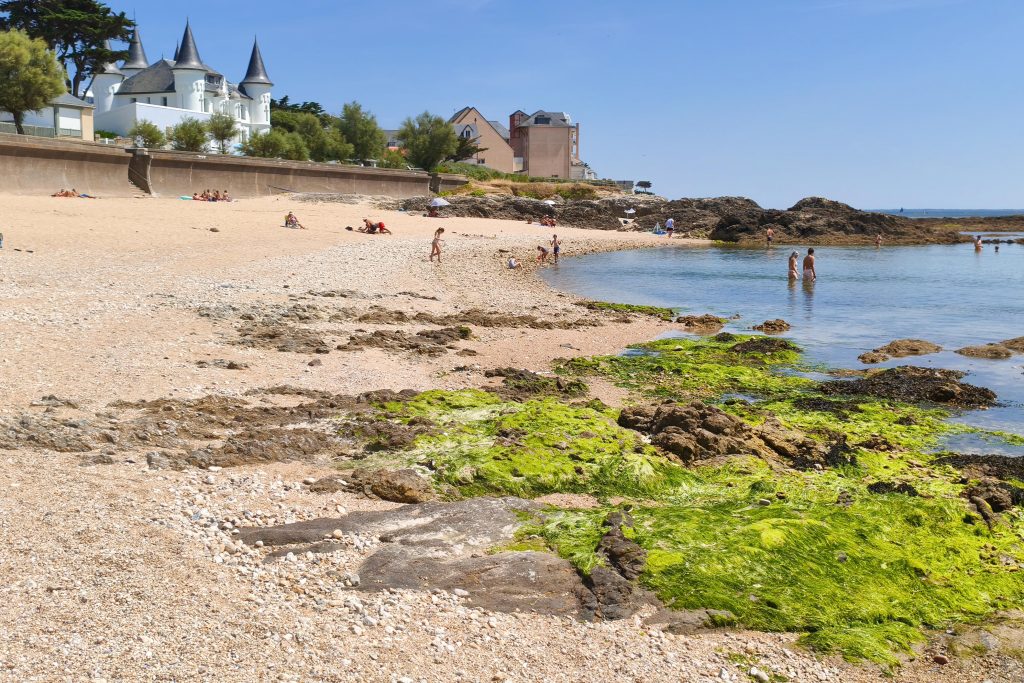 Des algues vertes encore taboues en Loire‐Atlantique