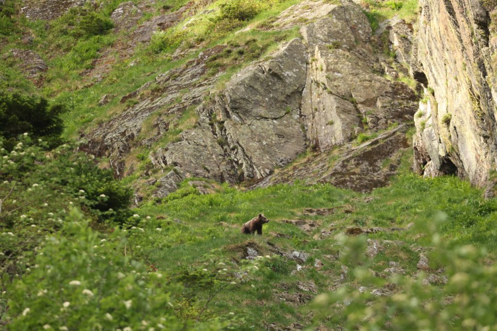 Ours des Pyrénées&nbsp;: les attaques baissent, mais les anti‐ours ne décolèrent pas